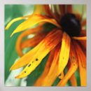 Search for abstract sun photography Botanical