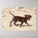 Search for 12 weeks posters Canine photographer