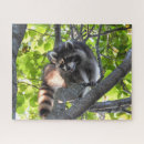 Search for raccoon puzzles Tree