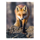 Search for cun posters Nature