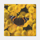 Search for asters magnets Butterfly
