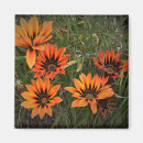 Search for orange and black magnets Garden