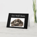 Search for labrador get well soon Dog