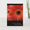 Recherche de gerbera vœux cartes Photographie