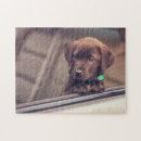 Recherche de chocolat labrador puzzles Dog