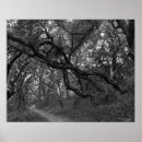 Search for black oak tree art Forest