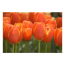 Recherche de lisse posters Pays bas