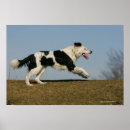 Recherche de jambe posters Chien