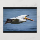 Search for flight feather postcards Feathers