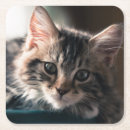 Search for cat coasters Photography