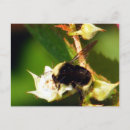 Search for raspberry horizontal postcards Summer