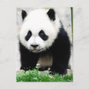 Recherche de sichuan cartes postales Faune