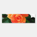 Search for rose window bumper stickers Beauty