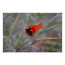Recherche de bebe posters Abeille