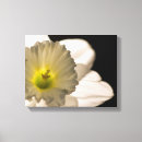 Search for daffodil canvas prints Narcissus