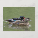 Search for wood ducks postcards Pond