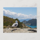 Search for gull postcards Landscape