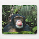 Search for conserving mousepads Primates