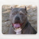 Recherche de pitbull tapis souris Puits