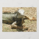 Search for iguanas invitations Reptile