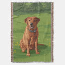 Search for labrador retriever blankets Animals