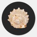 Search for sea shell stickers Marine