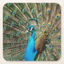 Search for pure coasters Blue