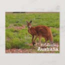 Recherche de kangourou rouge cartes postales Animal