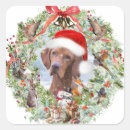 Search for vizsla stickers Hunting