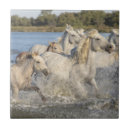 Recherche de cheval courant Pour tous