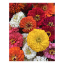 Recherche de chrysanthème posters Jardin