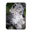 Search for snow leopard magnets Wildlife