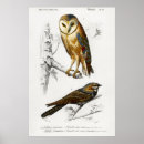 Search for eagle feathers posters Bird