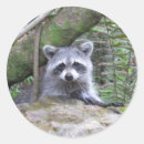 Recherche de racoon autocollants Raton laveur