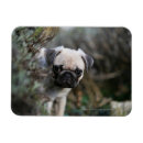 Recherche de chiot de carlin magnets Chiots