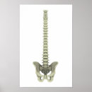 Recherche de dorsaux posters Illustrations biomédicales