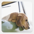 Search for car dog stickers Outdoors