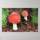 Search for agaric posters Nature