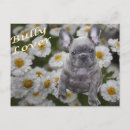Recherche de bouledogues cartes postales Animaux