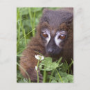 Search for red monkey postcards Primate