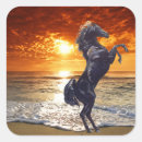 Search for black stallion stickers Equestrian