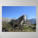 Search for dapple grey art Pony