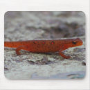 Recherche de triton tapis souris Nature