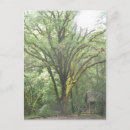 Search for lots postcards Beautiful