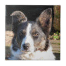 Recherche de colley carreaux Collie bore