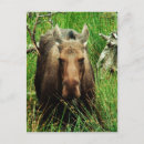 Search for canadian moose postcards Animal