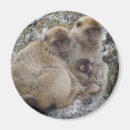 Search for gibraltar magnets Ape