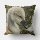 Search for baby swan pillows Animal