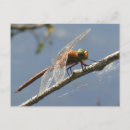 Recherche de libellule mignonne cartes postales Toute personne