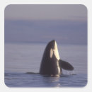 Recherche de orca autocollants Faune